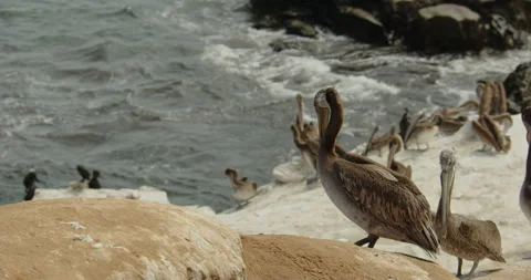 Brown pelican standing walking back on boulder Stock Footage 316423703