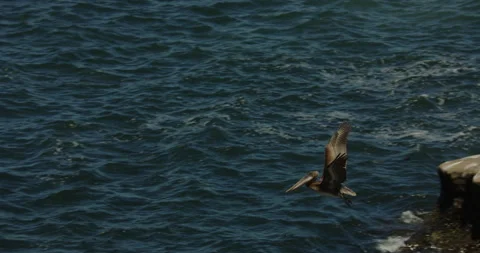 Brown pelican take off from boulder 動画素材 316643680