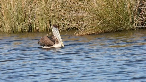 Brown Pelican taking flight Stock Footage 113215764