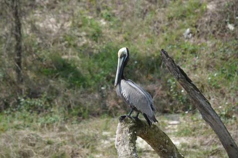 Brown pelican on a tree limb on the river 스톡 사진