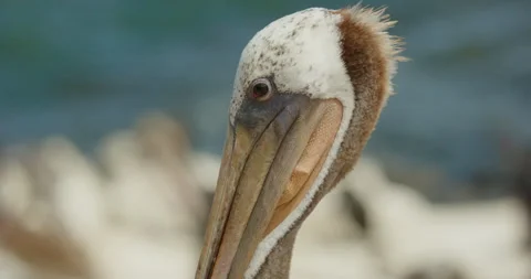 Brown pelican upper side face MCU Stock Footage 316423939