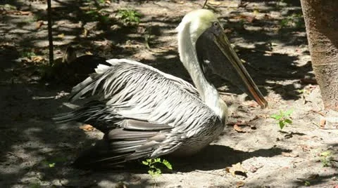 Brown pelican in the wild (Pelecanus occidentalis) Stock Footage