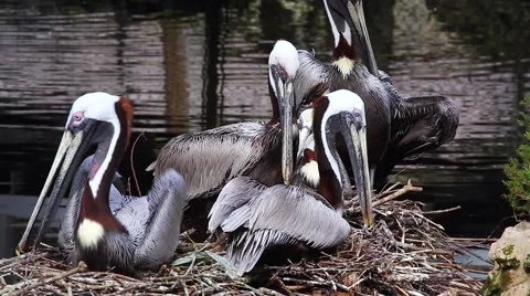 Brown Pelicans clean, preen &amp; squabble on a nest in Florida, USA. Stock Footage 46494034