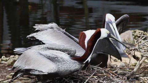 Brown Pelicans clean, preen &amp; squabble on a nest in Florida, USA. Stock Footage 46494171