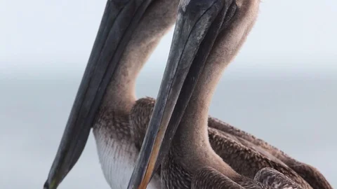 Brown Pelicans Close Up Kip Evans Video stock 87755976