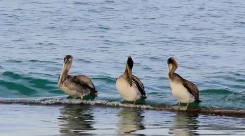 Brown Pelicans on floating object Stock Footage 32482156