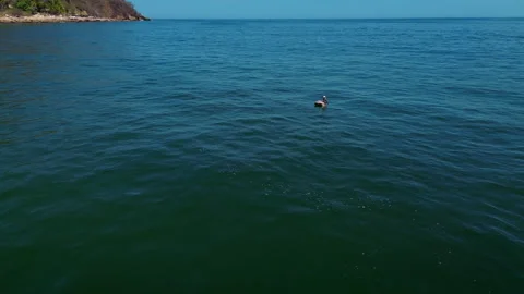 Brown pelicans floating peacefully on calm sea water before flying away Видео 346192577