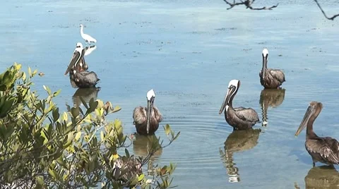 Brown Pelicans, Florida Keys Stock Footage 8577420