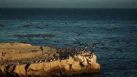 Brown Pelicans flying Vídeos de archivo 314359591