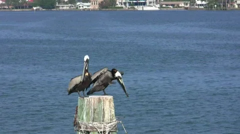 Brown Pelicans Stock Footage 850046