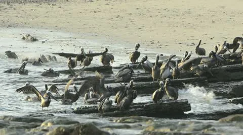 Brown Pelicans Stock Footage 11256668