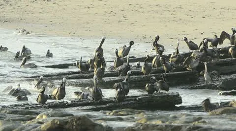 Brown Pelicans Stock Footage 11413347