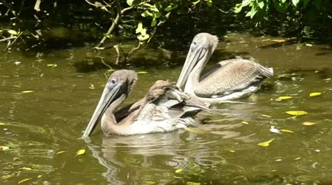 Brown Pelicans Stock Footage 12534647
