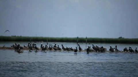 Brown Pelicans nesting on oiled Pelican Island after Gulf BP oil spill_02 Stock Footage