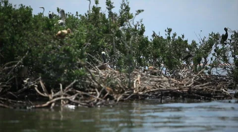 Brown Pelicans nesting on oiled Pelican Island after Gulf BP oil spill_12 Stock Footage