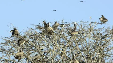 Brown Pelicans perched on treetops Stock Footage 11364941
