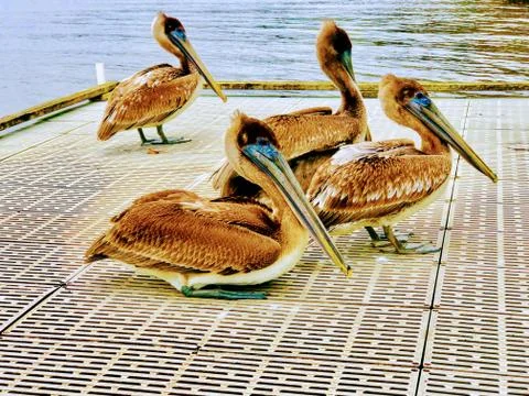 Brown pelicans Stock Photos