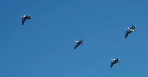 Brown Pelicans Stock Photos