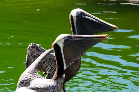 Brown Pelicans Foto stock