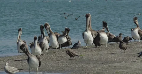 Brown pelicans preen and stretch their wings on a California beach Vídeo Stock 330315656