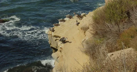 Brown pelicans preening edge cliff MLS 80mm 動画素材 316422299