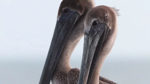 Brown Pelicans Standing Kip Evans Stock-Footage 87756002