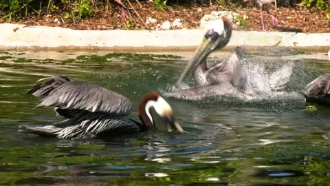Brown Pelicans in Water Stock Footage 147292985