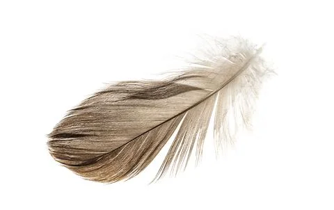 Brown pheasant feather on a white background Stock Photos