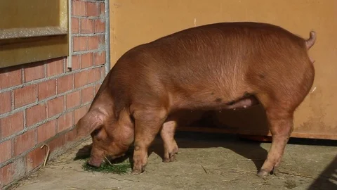 Brown Pig Eating Stock-Footage 125702614