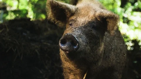Brown pig on a farm 動画素材 92408797