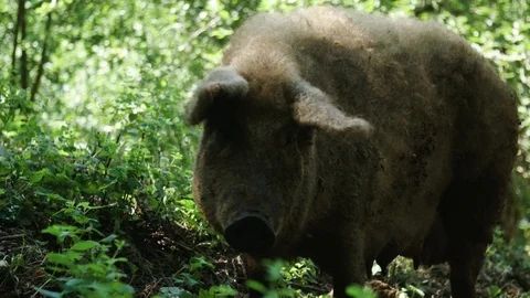 Brown pig on farm Stockbeeldmateriaal 92408846