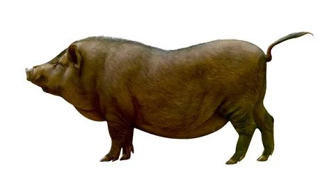 Brown pig isolated on white background Stock Photos