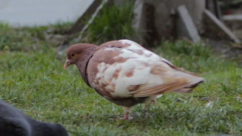 Brown pigeon Stock Footage 106714505