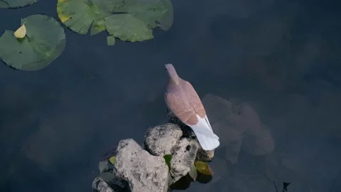 A brown pigeon Stock Footage 131210569