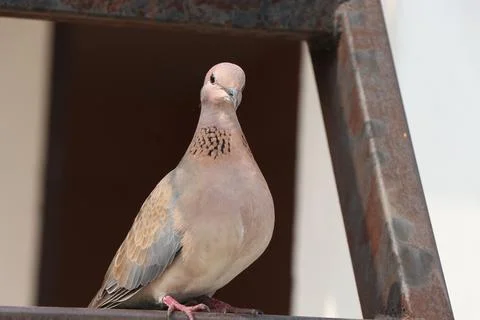 Brown pigeon object with feather Stock Photos