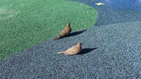 Brown Pigeons Stock Footage 300159477