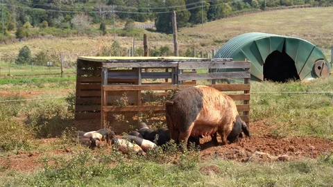 Brown Piglets in Farm Vídeos de archivo 94642042