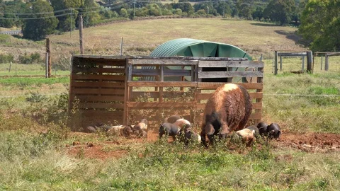 Brown Piglets in Farm Vídeos de archivo 94642080