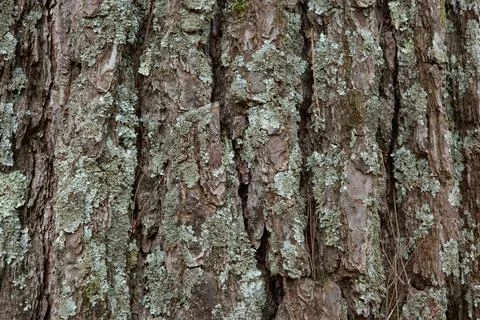 Brown pine bark background with moss, close-up. Relief texture of tree trunk.. Stock Photos