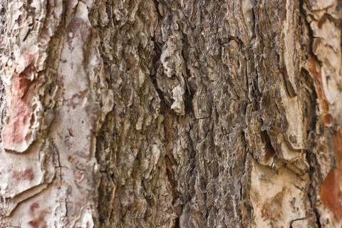 Brown pine bark in details background inthe forest Foto stock