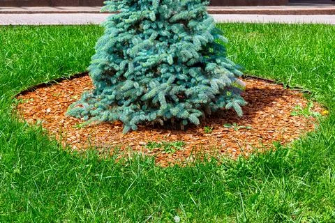 Brown pine bark mulch on the park lawn. Stock Photos