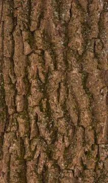 Brown pine bark Stock Photos