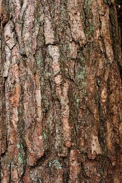 Brown pine bark Foto stock