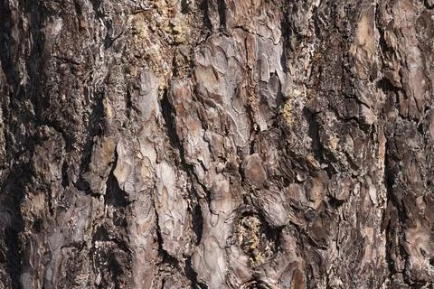 Brown pine bark Stock Photos