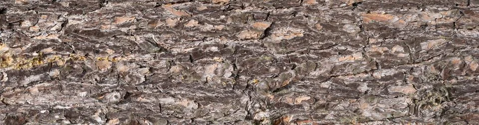 Brown pine bark with a visible texture Stock Photos