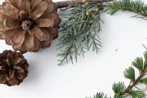 Brown pine code with autumn pine branches on rustic white background Stock Photos