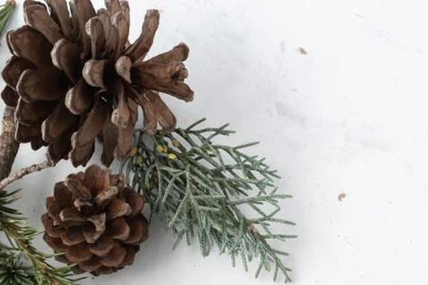 Brown pine code with autumn pine branches on rustic white background Stock Photos