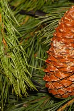 Brown pine cone background on long pine needle copy space base greeting card Stock Photos