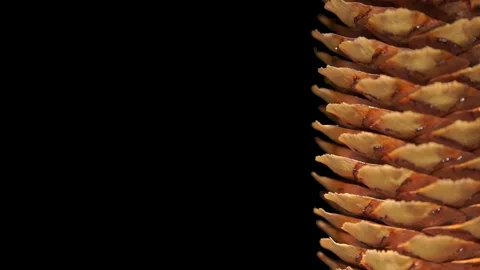 Brown pine cone on black background Video stock 133343619