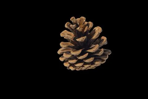 Brown pine cone on a black background. Isolate. Stock Photos